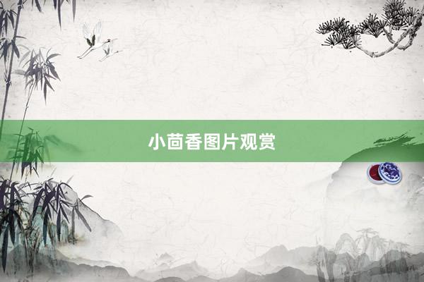 小茴香图片观赏
